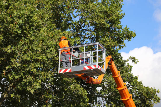 Residential Tree Removal in Rochester Institute Of Technology, NY